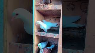 World Best White Joda 🔥🔥 pigeon tonkpigeon baherikabutarbaazi pets kabootar officialpigeon78 [upl. by Vivienne785]