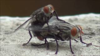 Housefly mating [upl. by Nytsua]