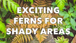 3 Easy and Beautiful Ferns for Shady Garden Borders [upl. by Inan]