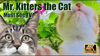 Mr Kitters the Cat 📣🐈 Must See TV in Feline Frenzy 📺🍿 [upl. by Nerin]