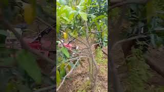 Power Weeder Efficient Mechanized Solution for Weed Control in Agriculture [upl. by Marsha125]