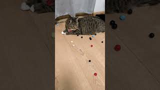 Fun time with Meme meme smartcat catviralvideo cutecat cutekitty [upl. by Avot284]