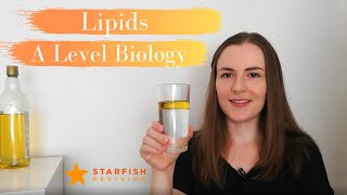 Lipids  A Level Biology [upl. by Nydia631]