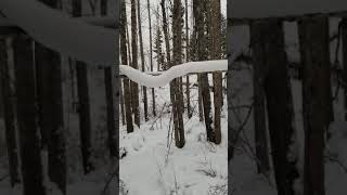 Alaskan snow snake commonly known as the Artic Anaconda [upl. by Jerald]