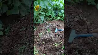 Make bean sprouts in garden shorts plantingtips [upl. by Adnovaj581]