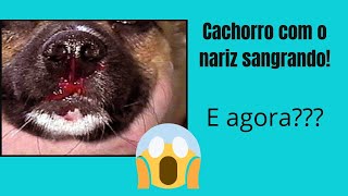 Cachorro com o nariz sangrando 😱 E agora😱😱 [upl. by Aleahs]