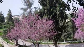 Mt Herzel Forest  Jerusalem Israel  Spring time  Holy Land [upl. by Cirone]