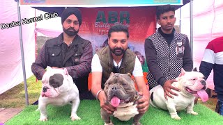 Doaba Kennel Club  Dog Show In India  Nawanshehar Dog Show 2021  All Breed And Bully  Scoobers [upl. by Evangeline]