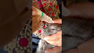 cat eye infection treatment charlie cat catlover catlovers catvideos catholic cateye cateyes [upl. by Farly]