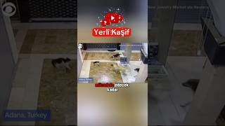 1 Kedi vs 3 Köpek  Geldim işte dostum edit  Yerli Kaşif Dublaj [upl. by Derfla]