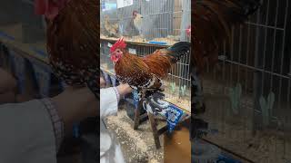 judging the Belgian bantams up close chickens bantam birds [upl. by Egor]