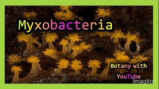 Myxobacteria botanywithyoutube [upl. by Leban]