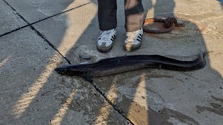 CONGER FISHING  Summer Conger Eel Fishing at Harbour [upl. by Nahtanaoj]