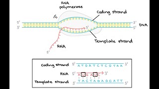 How to solve Transcription and Translation exam problems for Biology [upl. by Laddy]