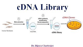 cDNA Library [upl. by Behl]