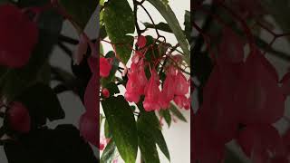 Cane Begonia begonia indoorplants flowers fengshui plants spotted garden goodvibes [upl. by Kenna]