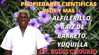 ALFILERILLO  RAIZ DE BARRETO PROPIEDADES MEDICINALES CIENTIFICAMENTE COMPROBADAS [upl. by Einnek]