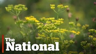 Wild parsnip causing painful burns [upl. by Aelak]