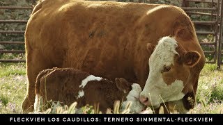 Fleckvieh Los Caudillos Vaca y Ternero Simmental  Fleckvieh [upl. by Atiugram927]