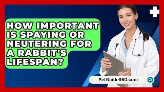 How Important Is Spaying or Neutering for a Rabbits Lifespan  PetGuide360com [upl. by Infield902]