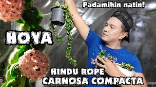 HOYA HINDU ROPE PLANT CARE TIPS amp PROPAGATIONS  HOYA CARNOSA COMPACTA  KRINKLE KURL [upl. by Nilyaj]