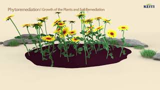 Soil Remediation TechnologyPhytoremediation [upl. by Shelah846]