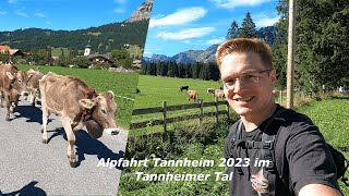 Almabtrieb  Tannheim 2023 im Tannheimer Tal  Viehscheid  Alpfahrt [upl. by Eibob]