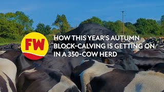 How 2024 autumn blockcalving is getting on in a 350cow herd [upl. by Susi]