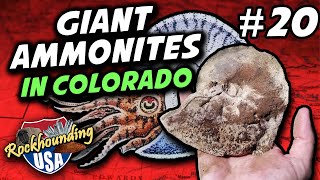 Finding Giant Ammonites near Kremmling Colorado [upl. by Irfan]