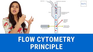 Flow Cytometry Principle  Basics in Hindi  Part I [upl. by Brittni275]