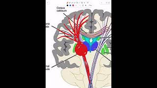 Anatomical localization of neurological lesions  Part 3 [upl. by Haneeja]