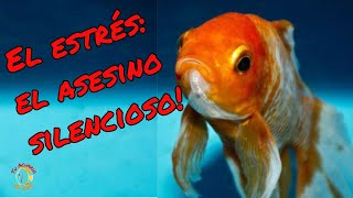 Cómo eliminar el stress en tus peces [upl. by Delano921]