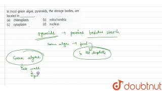 In most green algae pyrenoids the storage bodies are located in [upl. by Elpmid780]