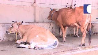 Making Money from Dairy amp Cow Farm  HARITHAM SUNDHARAM 25 03 2016 PART 01  Kaumudy TV [upl. by Faxun61]