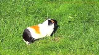 Guinea pig running around and wheeking and squealing loudly [upl. by Evslin570]