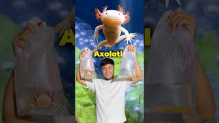 বাংলাদেশে রহস্যময় মাছ Axolotl প্রজননের ২য় প্রচেষ্টা axolotl ornofpets [upl. by Leahcimnaes]