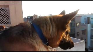 German Shepherd Barking [upl. by Menashem658]