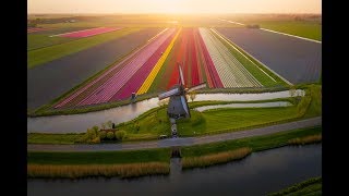 Tulips in The Netherlands 4k [upl. by Xena524]