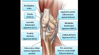 Koleno je naj opterećeniji zglob Etiologija anatomija patologija i terapija [upl. by Julian]