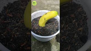 Growing Banana Tree From Banana Fruits Easy Method 🍌🍌shorts [upl. by Sekyere920]