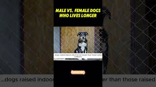 Male vs Female Dogs Who Lives Longer [upl. by Tristram]