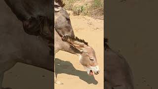 Donkeysc animals gadha shortvideos youtubeshorts [upl. by Kolosick21]