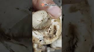 🍄 mushroom festival music foodie trending youtubeshorts [upl. by Orlov413]