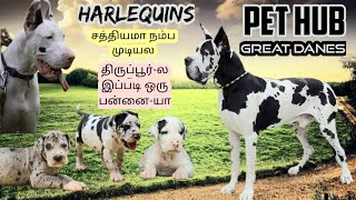 Great dane Harlequin  Dogs Puppies for sale at budget  Puppy price  Kennel in tamilnadu Tirupur [upl. by Adila]