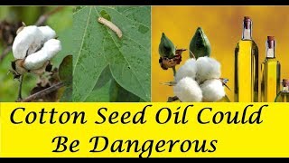 CottonSeed Oil Could be Dangerous For Your Health Watch This Video to Believe [upl. by Annayat]