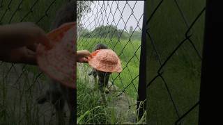 Woollen Bucket Capwoollen hatHomemadetrending cat viralvideo nature shorts satisfying [upl. by Lauer]