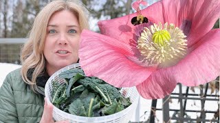 Plant poppies the easy way  my first harvest of 2021 [upl. by Nyrroc359]