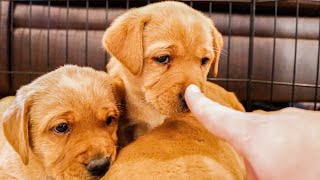 Labrador Puppy Compilation  The Best Breed EVER [upl. by Annavoig]