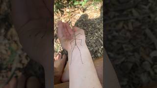 GIANT stick insect climbs on my face shorts [upl. by Jinny403]