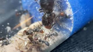 Myrmecocystus placodops with workers [upl. by Henrietta]